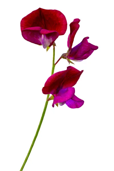 Lathyrus odoratus, ärtor — Stockfoto