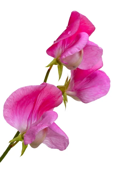 Lathyrus odoratus, сладкого гороха. — стоковое фото