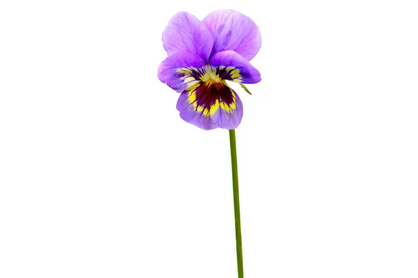 Pansy. —  Fotos de Stock