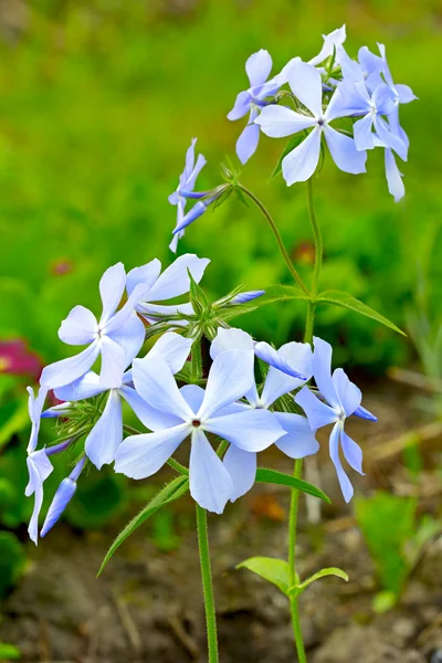 Phlox subulata bleu — Photo