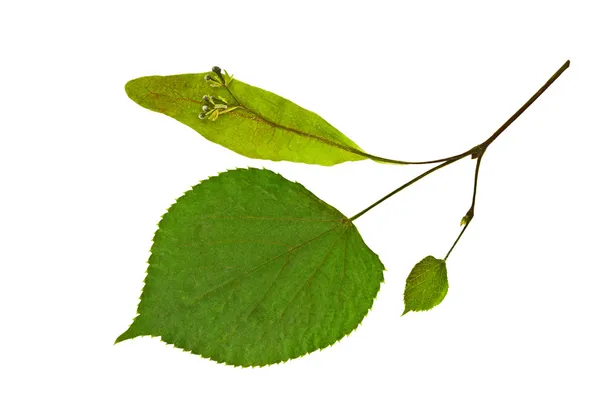 Dry leaf of linden tree — Stock Photo, Image