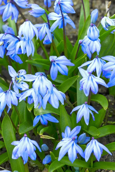 Flores de Scilla — Fotografia de Stock