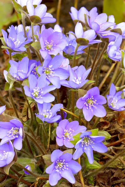 Hepatica nobilis flores — Fotografia de Stock