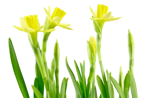 Daffodil (Narcissus jonquilla) — Stock Photo, Image