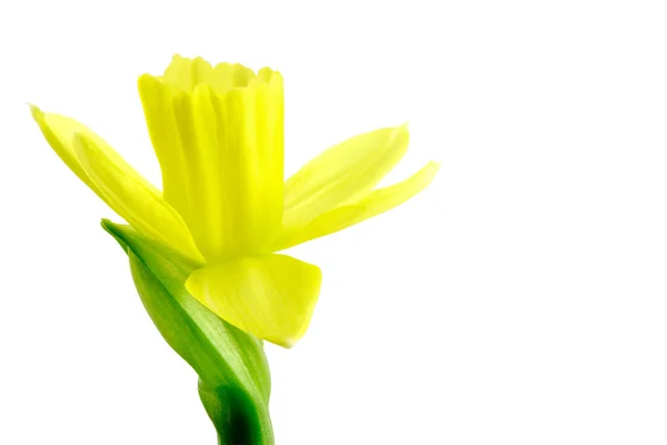 Daffodil (Narcissus jonquilla) — Stock Photo, Image