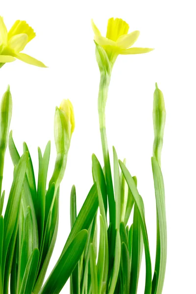 Daffodil (Narcissus jonquilla) — Stock Photo, Image