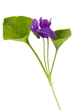 tatlı mor (Menekşegiller, viola odorata)