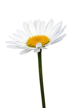 Oxeye papatya (Leucanthemum vulgare)