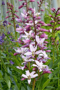 Dittany (Dictamnus fraxinella)