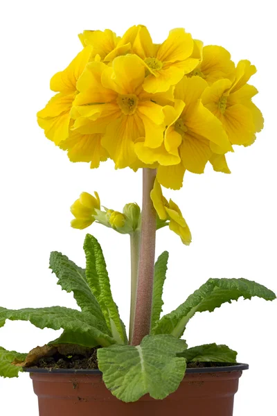 Primula en pot de fleurs — Photo