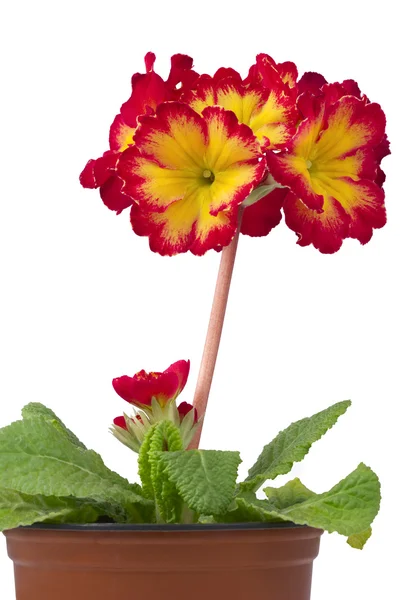 Primula en pot de fleurs — Photo