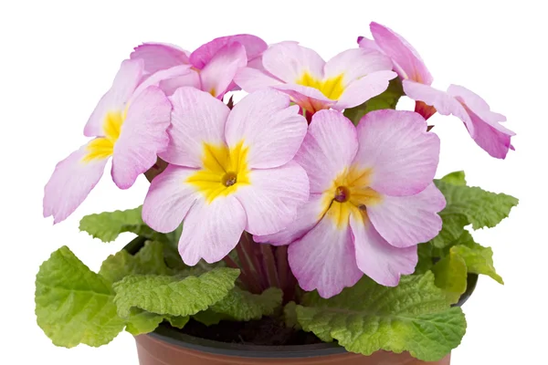 Primula en pot de fleurs — Photo