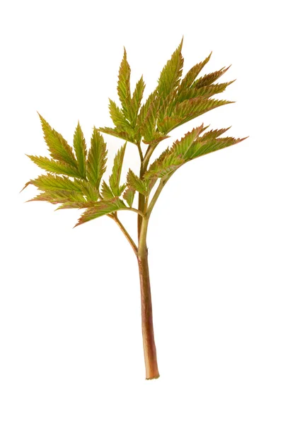 Aruncus dioicus leaf — Stock Photo, Image