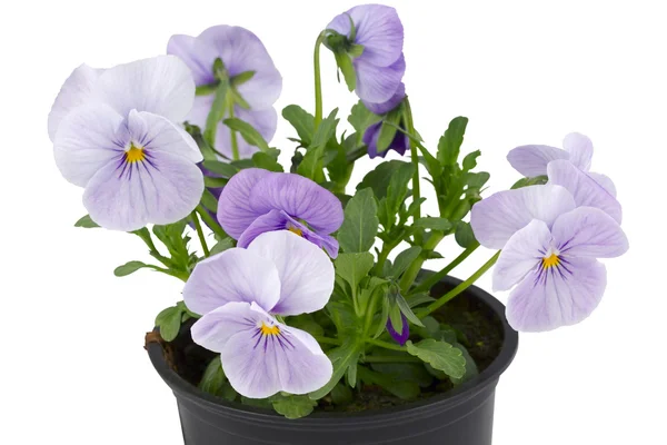Culottes violettes en pot de fleurs — Photo