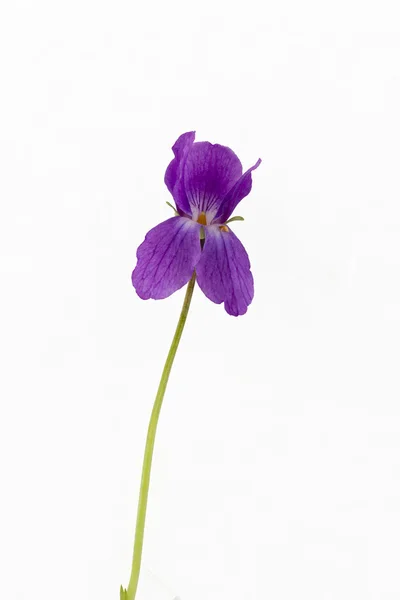 Sladká fialová (Violkovité, viola odorata) — Stock fotografie