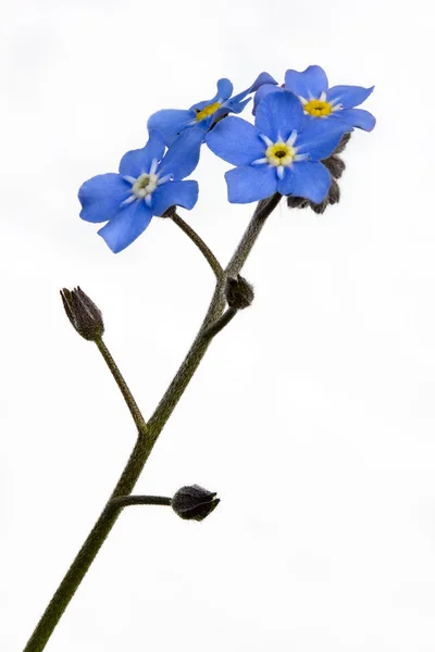 Forget-me-not flowers — Stock Photo, Image