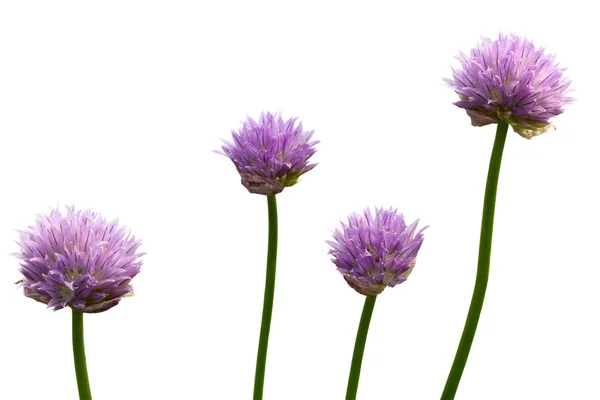Луковый семилетний цветок — стоковое фото
