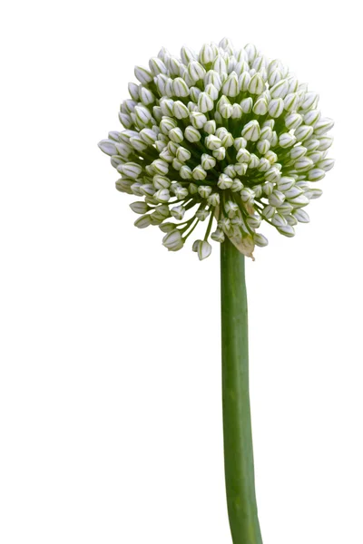 Onion flower — Stock Photo, Image