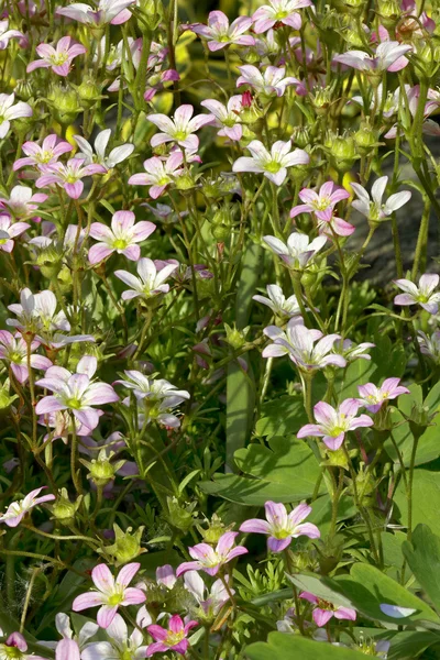 Saxifraga (växt) — Stockfoto