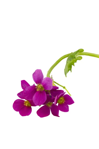 Aubrieta bloemen Stockfoto