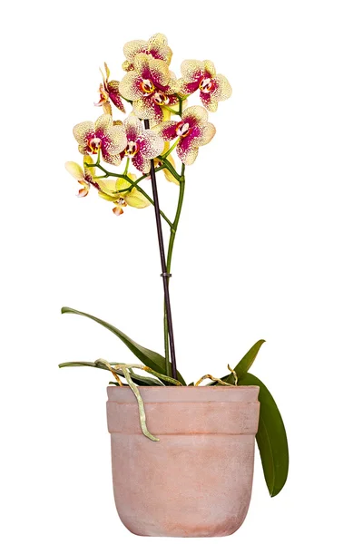 Orchidee Rechtenvrije Stockfoto's