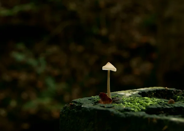 孤独的蘑菇 — 图库照片