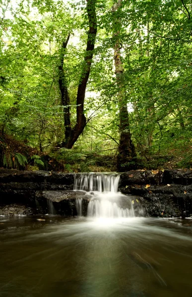 森林の水 — ストック写真