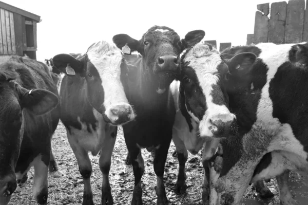 Vacas pretas e brancas — Fotografia de Stock