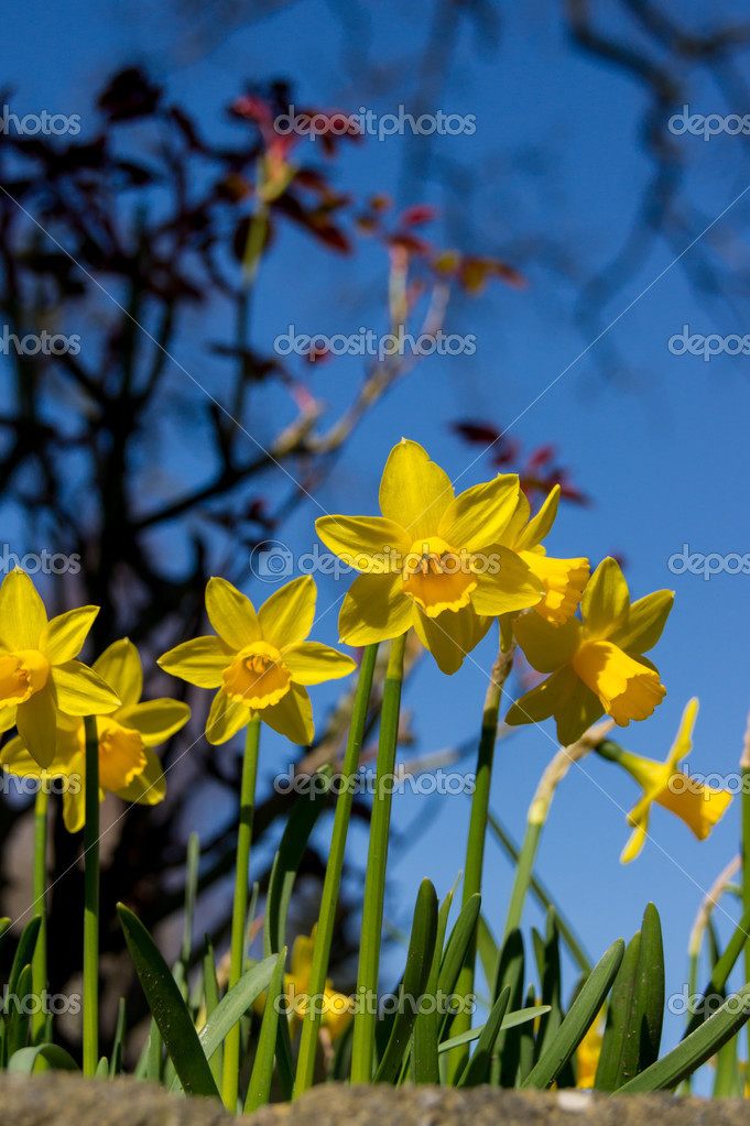 Jonquilles de printemps image libre de droit par crazy.daisy © #42561833