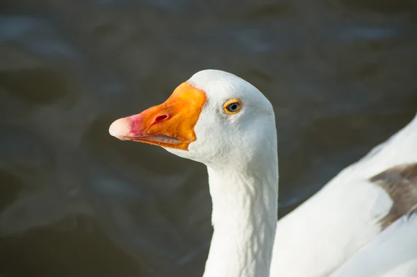 Hermoso pato blanco . —  Fotos de Stock