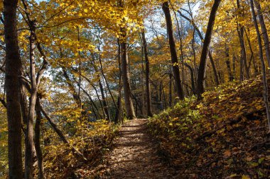Güzelim bir sonbahar sabahında sabah vakti yapraklar dökülür. Aç Rock Eyalet Parkı, Illinois, ABD.