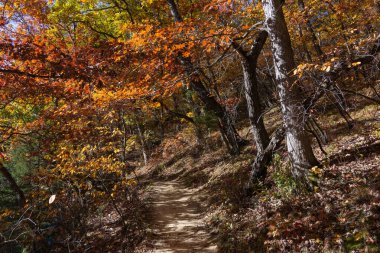 Altın yeşillik ve sonbahar rengi sabah ışığında. Aç Rock Eyalet Parkı, Illinois, ABD.