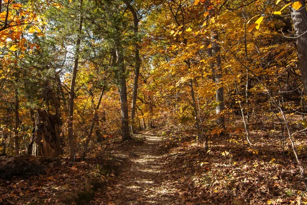 Złote Liście Kolor Jesieni Świetle Poranka Park Stanowy Starved Rock — Zdjęcie stockowe