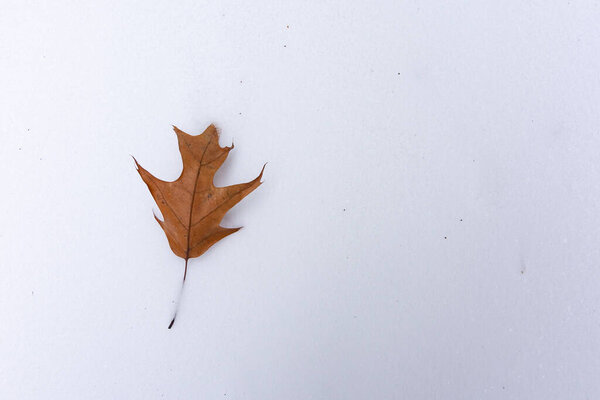 Isolated leaf on the crisp untouched snow.