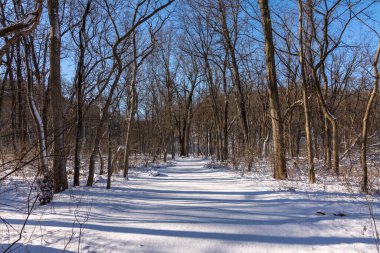 Illinois Kanyonu bölgesinde güneşli güzel bir sabahta taze kar. Aç Rock Eyalet Parkı, Illinois, ABD.