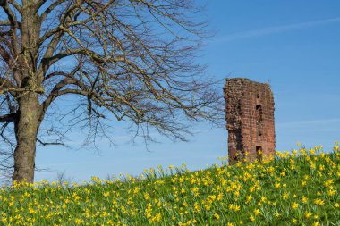 Penrith Kalesi 'nde güzel bir bahar günü ve arkasında mavi gökyüzü var. Penrith Kalesi 14. yüzyılın sonlarında Ralph Neville tarafından kuruldu ve bu bölgeyi İskoç 'lara karşı savunmada önemli bir rol oynadı. Penrith, Cumbria, İngiltere.