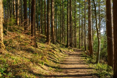 Dalbeattie kasabasının etrafındaki patikalar öğleden sonra güneşiyle aydınlanıyor. Dalbeattie, Dumfries ve Galloway, İskoçya.