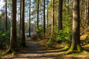Dalbeattie kasabasının etrafındaki patikalar öğleden sonra güneşiyle aydınlanıyor. Dalbeattie, Dumfries ve Galloway, İskoçya.