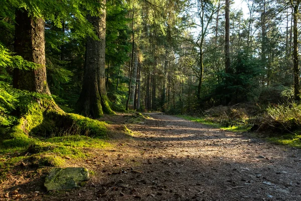 Dalbeattie kasabasının etrafındaki patikalar öğleden sonra güneşiyle aydınlanıyor. Dalbeattie, Dumfries ve Galloway, İskoçya.