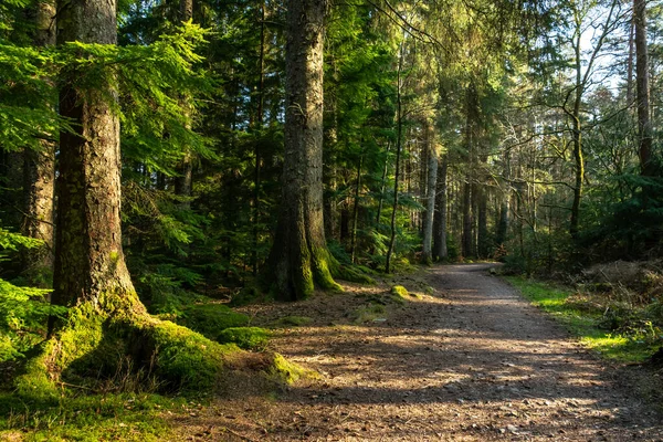Dalbeattie kasabasının etrafındaki patikalar öğleden sonra güneşiyle aydınlanıyor. Dalbeattie, Dumfries ve Galloway, İskoçya.
