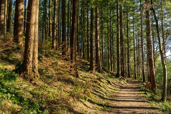 Dalbeattie kasabasının etrafındaki patikalar öğleden sonra güneşiyle aydınlanıyor. Dalbeattie, Dumfries ve Galloway, İskoçya.