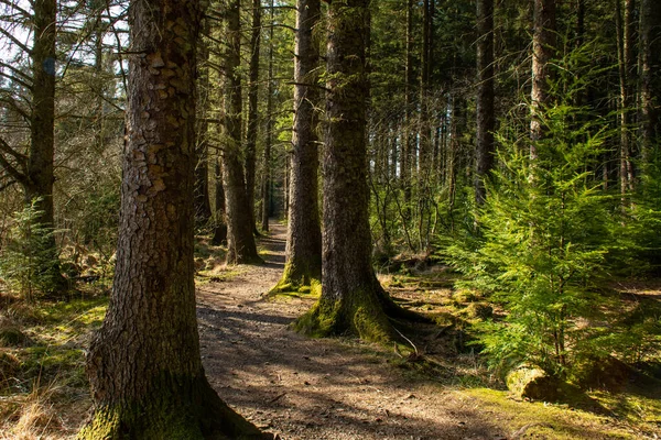 Dalbeattie kasabasının etrafındaki patikalar öğleden sonra güneşiyle aydınlanıyor. Dalbeattie, Dumfries ve Galloway, İskoçya.