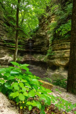 Güzel bir yaz sabahında St. Louis Kanyonu 'nda şelale ve yapraklar. Aç Rock Eyalet Parkı, Illinois, ABD.