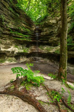 Güzel bir yaz sabahında St. Louis Kanyonu 'nda şelale ve yapraklar. Aç Rock Eyalet Parkı, Illinois, ABD.