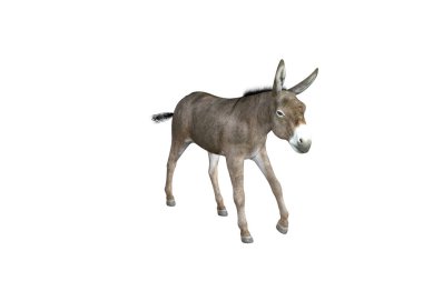 Eşeğin farklı pozları ve açıları olan fotogerçekçi çizimi. 3B resimleme.