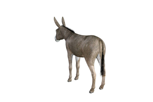 Photo-realistic illustration of the donkey with different poses and angles. 3D rendering illustration.