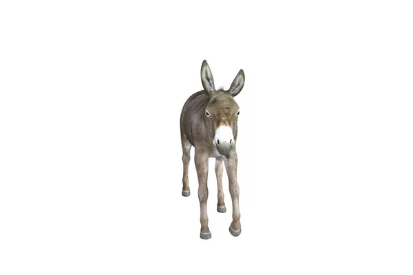 Fotorealistische Darstellung Des Esels Mit Verschiedenen Posen Und Blickwinkeln Darstellung — Stockfoto