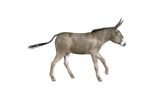Photo Realistic Illustration Donkey Different Poses Angles Rendering Illustration — Stock Photo, Image