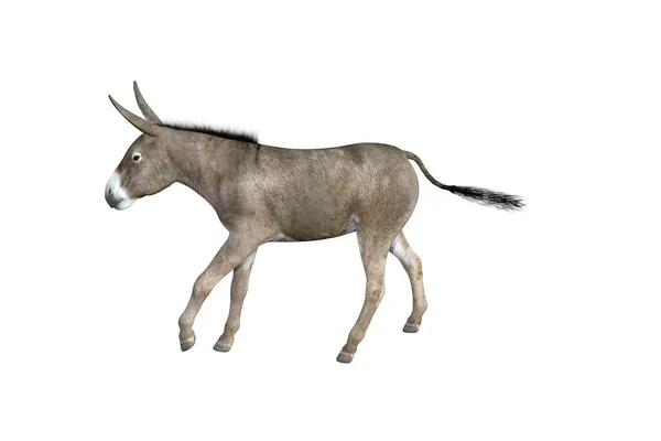 Photo Realistic Illustration Donkey Different Poses Angles Rendering Illustration — Stock Photo, Image