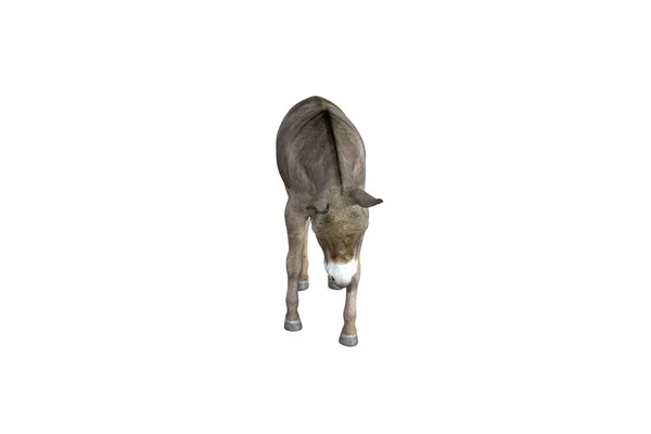 不同姿势和角度的驴的照片逼真的图解 3D渲染说明 — 图库照片